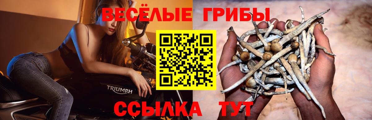 Галлюциногенные грибы Psilocybe Улан-Удэ